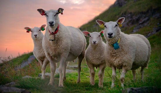 來自社交媒體的圖片如何幫你在網(wǎng)絡(luò)上脫穎而出